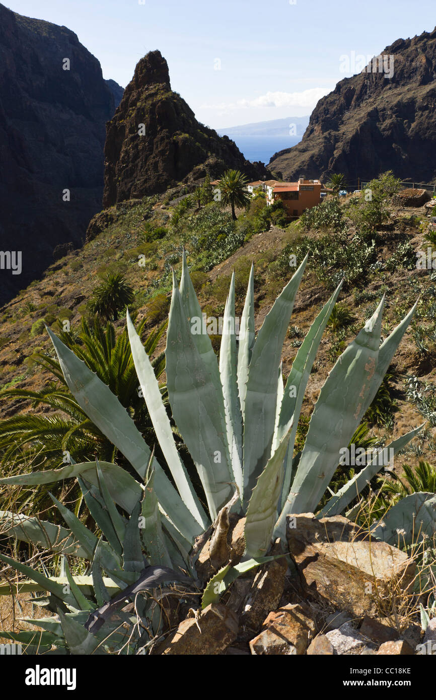 Masca, vetrina di montagna villaggio turistico a Buenavista del Norte regione di Tenerife. Aloe vera. Foto Stock