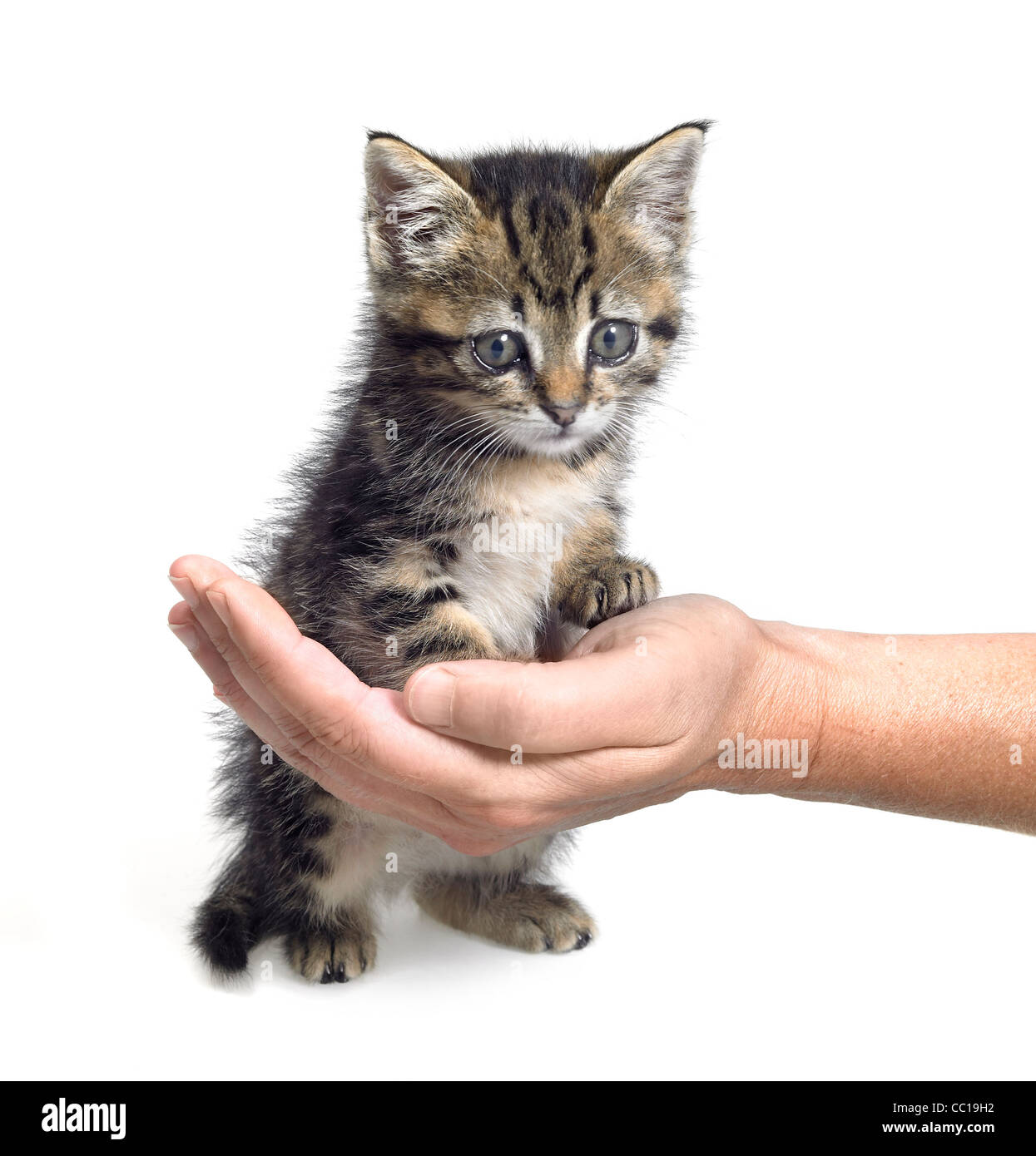 Studio fotografico di un gattino in parte seduta su una mano umana in bianco indietro Foto Stock