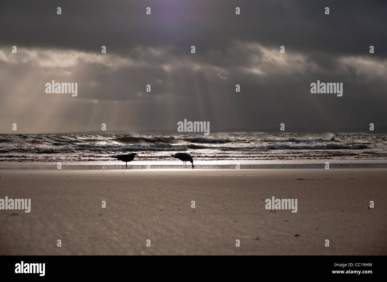 Gabbiani sulla spiaggia Exmouth con nuvole temporalesche nella distanza con raggi di sole che splende attraverso. Foto Stock