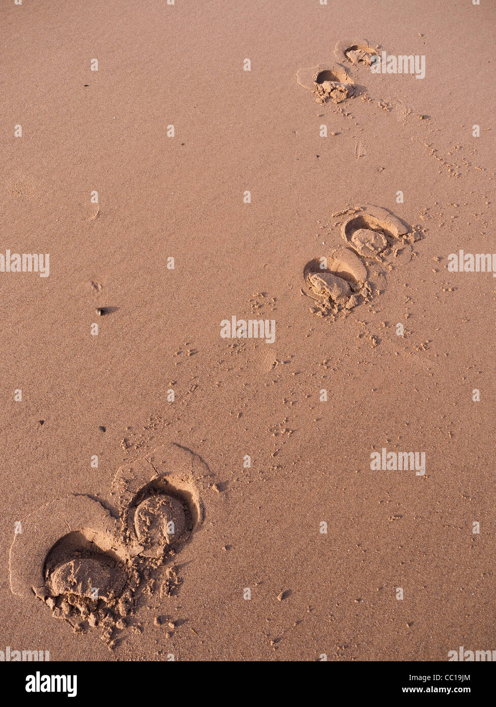 Cavalli zoccolo segni sulla spiaggia come un risultato di un trotto. Foto Stock