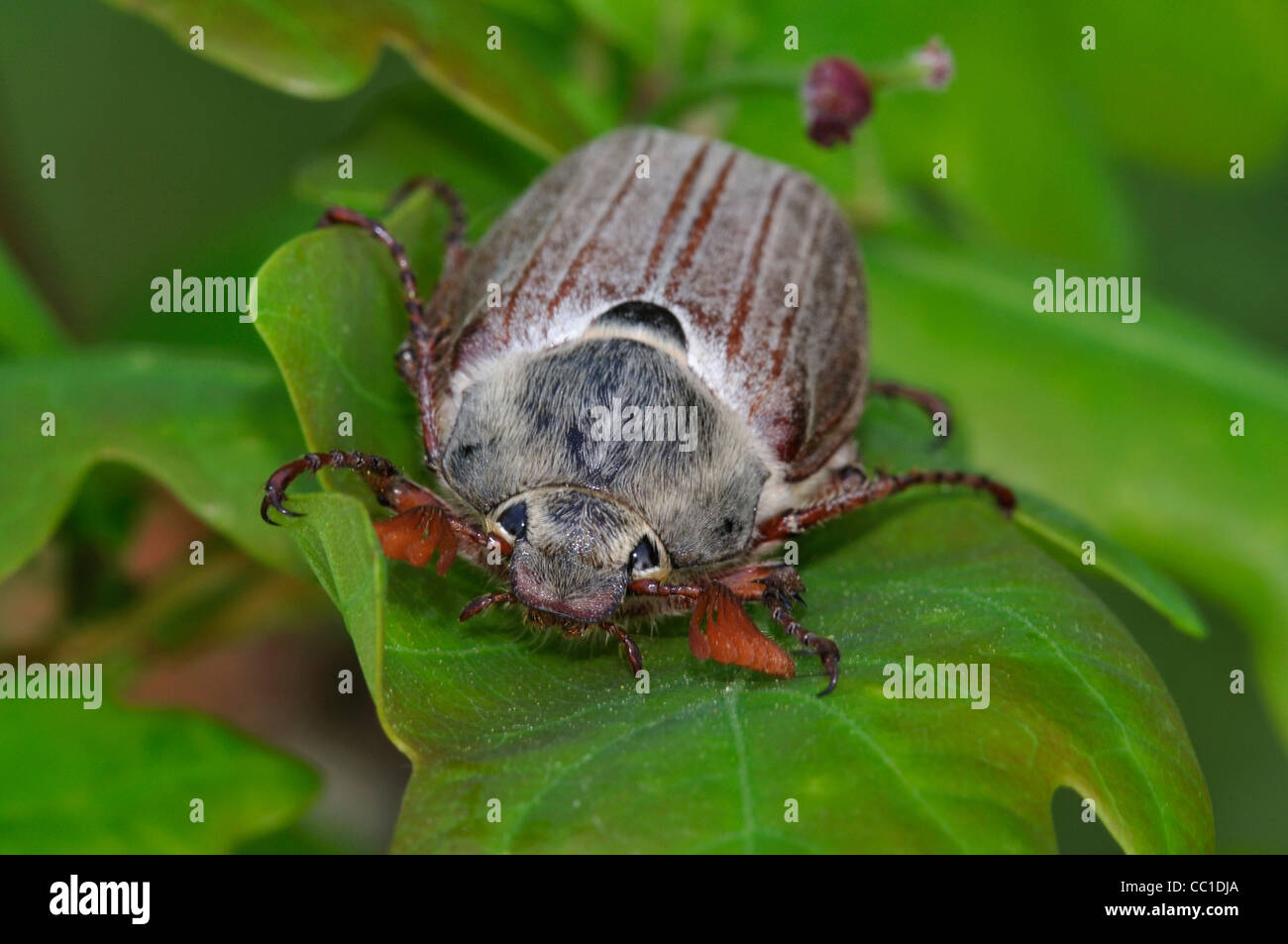 Un feroce cercando cockchafer beetle REGNO UNITO Foto Stock