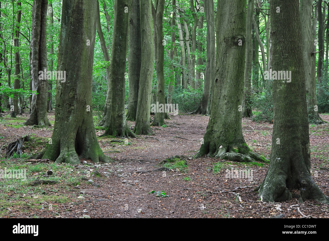 Legno Clayhill, Oxfordshire, Regno Unito Agosto 2011 Foto Stock