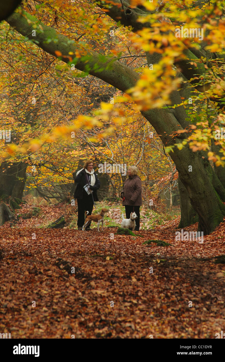 Due signore a piedi i loro cani a Lady a piedi nella foresta di Ashridge nell'autunno del Regno Unito Foto Stock