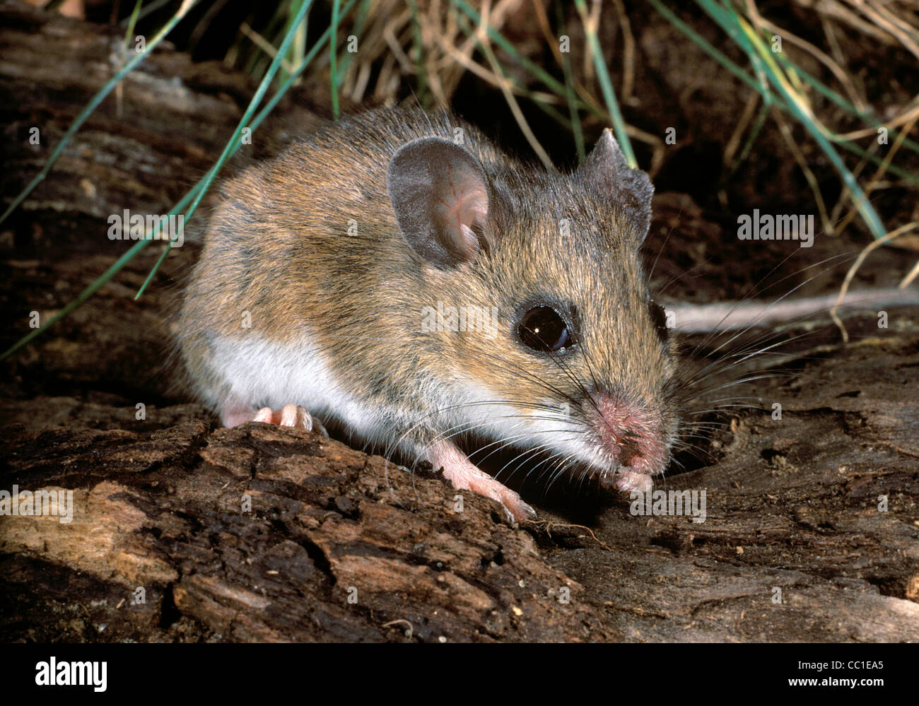 Deer Mouse, Peromyscus maniculatus Foto Stock