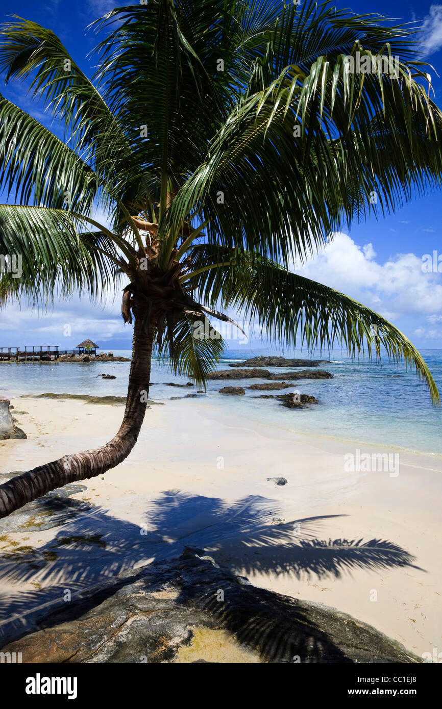 Spiaggia con Palm tree al Fisherman's Cove, Bel Ombre, Isola di Mahe, Seicelle Foto Stock