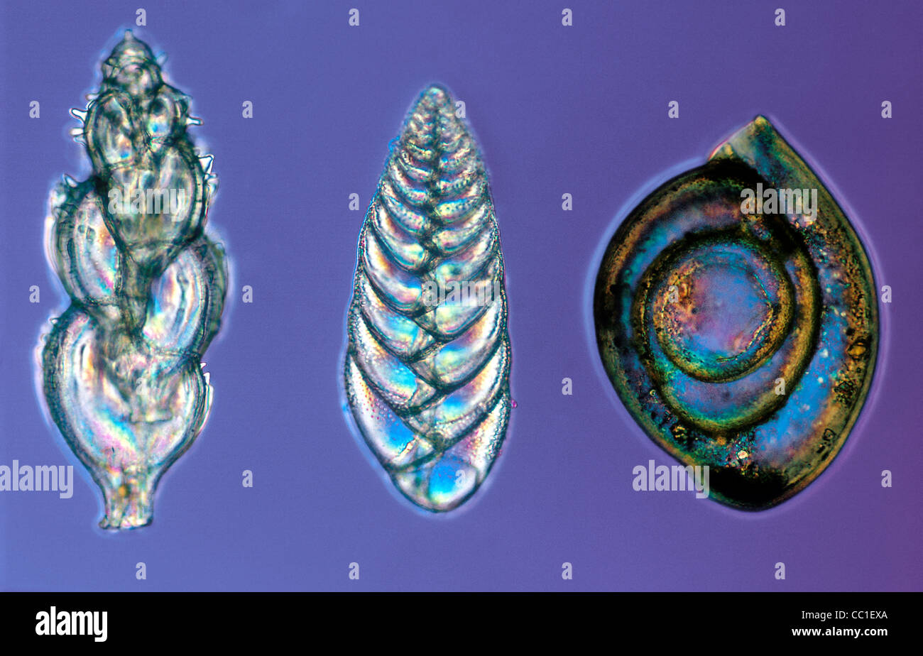 I foraminiferi a 100x, Single-Celled protisti Foto Stock