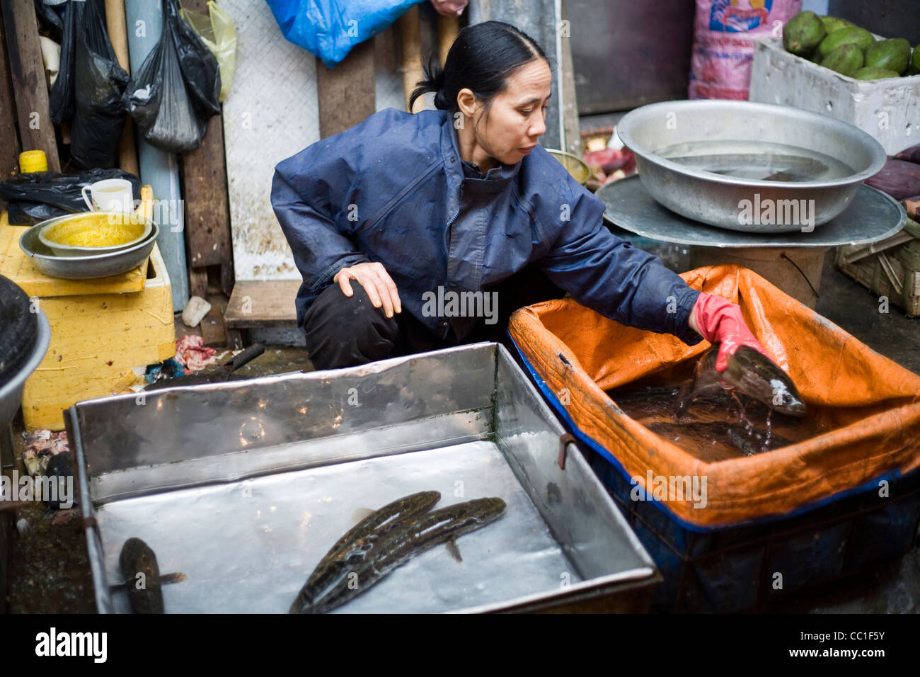 Una donna preleva un pesce in una vasca di acqua sul suo stallo nella Cau Go Market, Hanoi, Vietnam Foto Stock