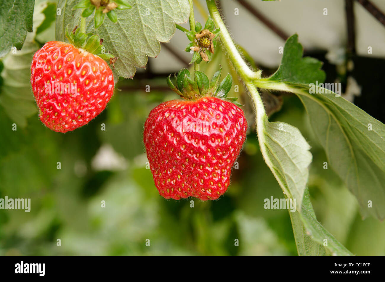 Serra fragole crescente usando la tecnica di hydroponics (nutriente minerale soluzioni) nelle isole Azzorre Foto Stock