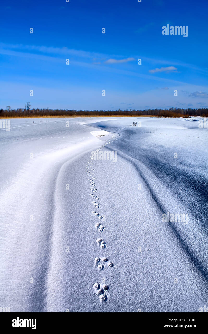 Tracce del cane sulla neve Foto Stock