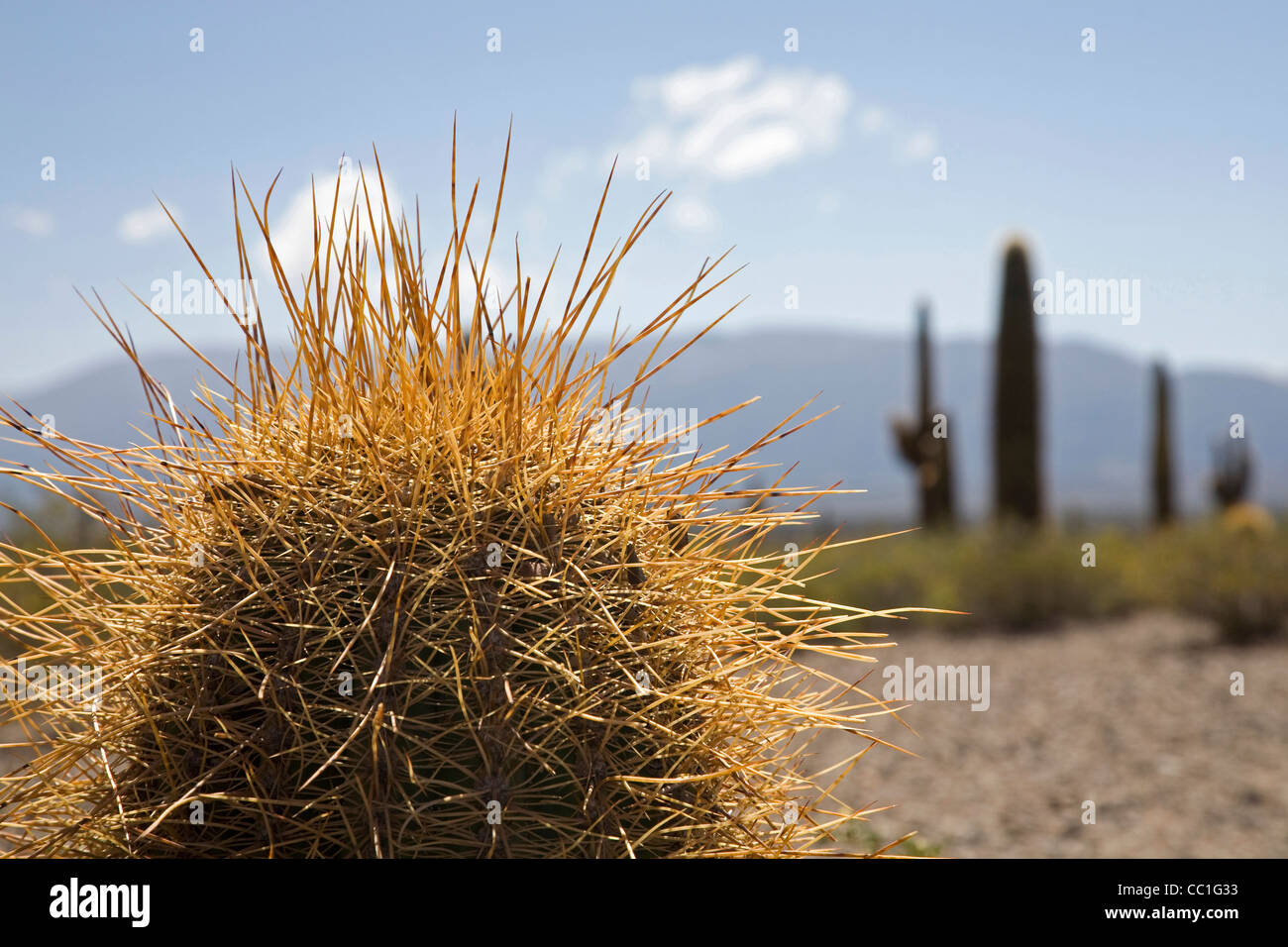 Il Gigante argentino (Echinopsis candicans) cactus nel Los Cardones National Park, Provincia di Salta, Argentina Foto Stock