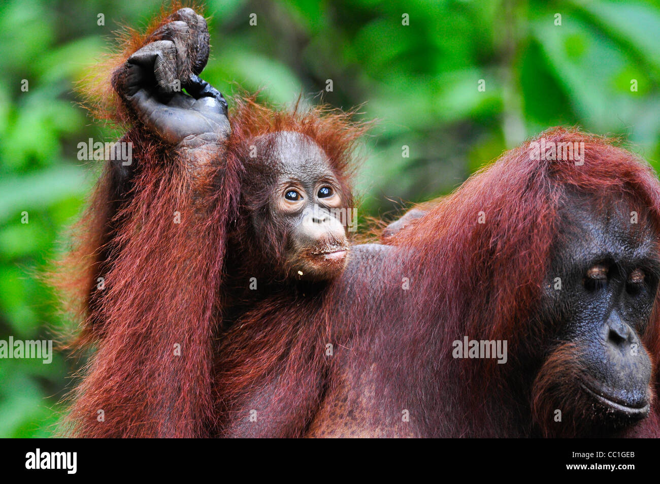 Una selvaggia ma abituare infant orangutan prende un piggyback sulla sua madre, Tanjung messa National Park, Kalimantan Tengah, Borneo. Foto Stock