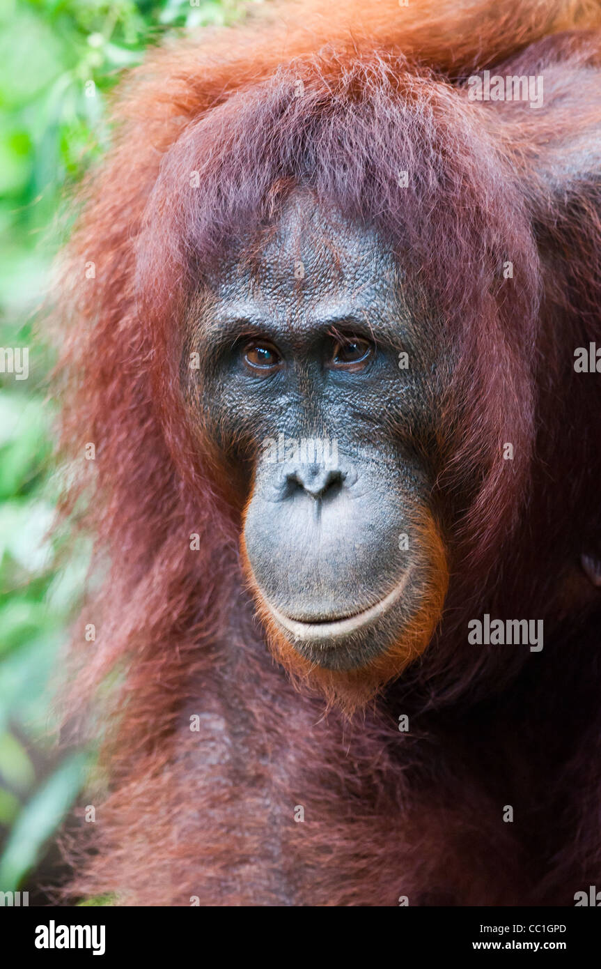 Una femmina adulta con orangutan strabismo si aggira intorno a Camp Leakey, Tanjung messa National Park, Kalimantan Tengah, Borneo. Foto Stock