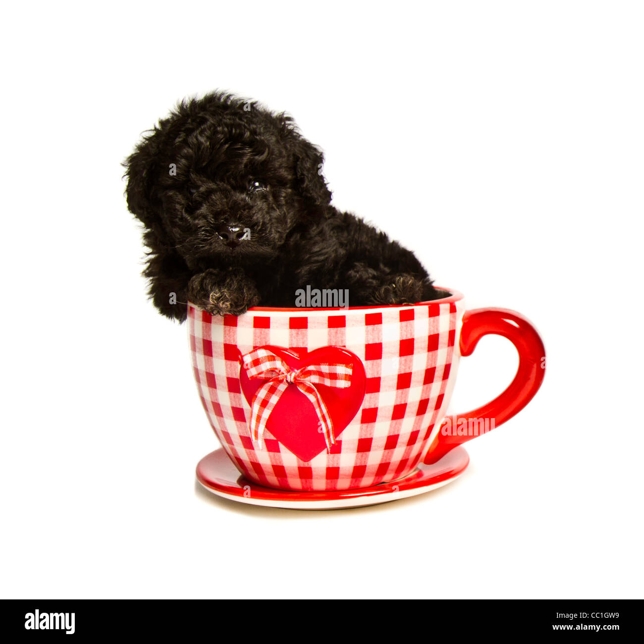 cup tea poodle