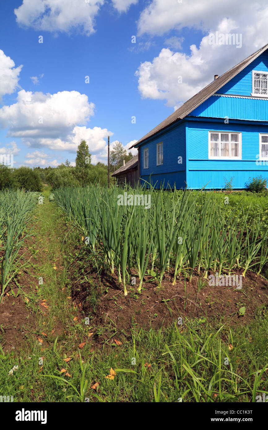 Onion vicino edificio blu Foto Stock