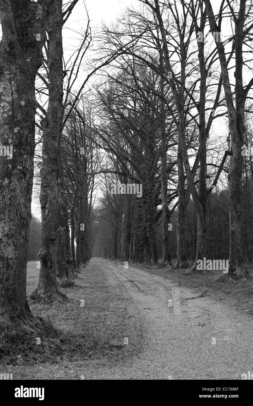 Bianco e nero immagine verticale di una strada sterrata che va fuori nella distanza. Sfrondato grandi alberi la linea il suo percorso. Foto Stock