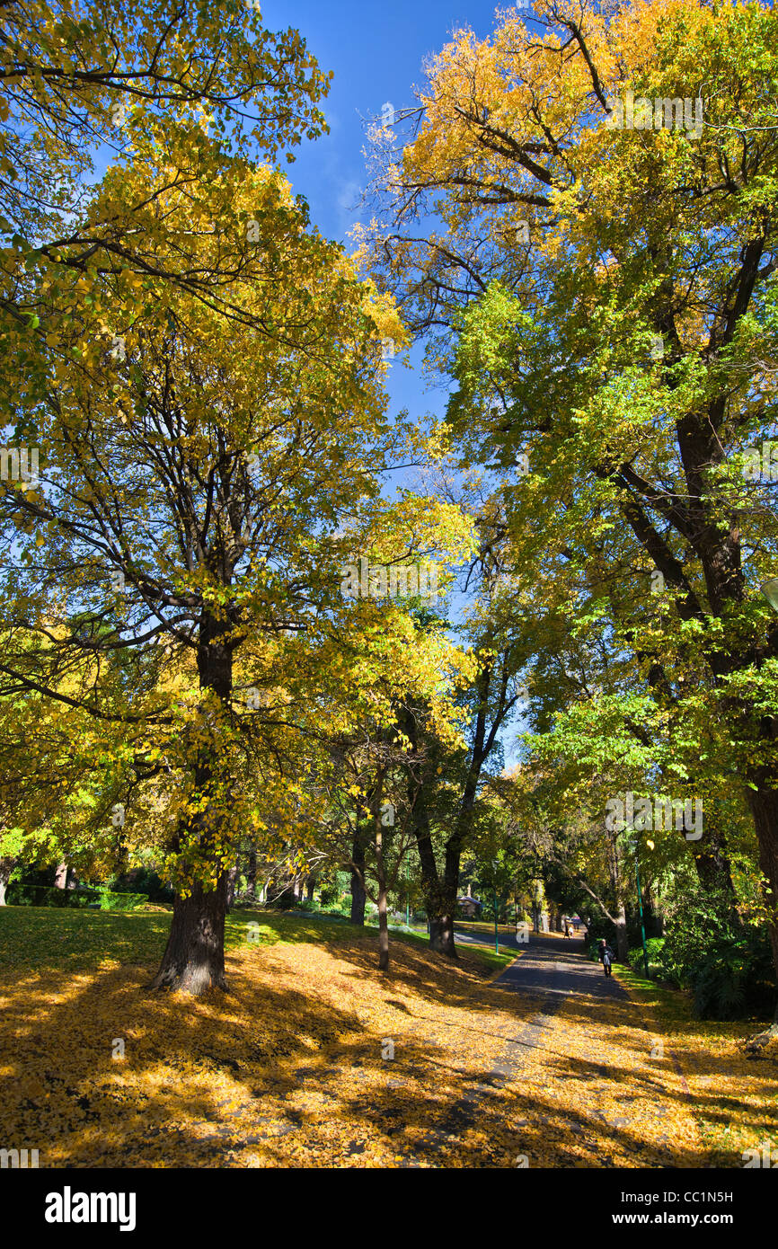 Foglie di autunno e la fontana di Fitzroy Gardens Melbourne Australia area CBD. Una delle molte attrazioni invernali per i turisti. Foto Stock