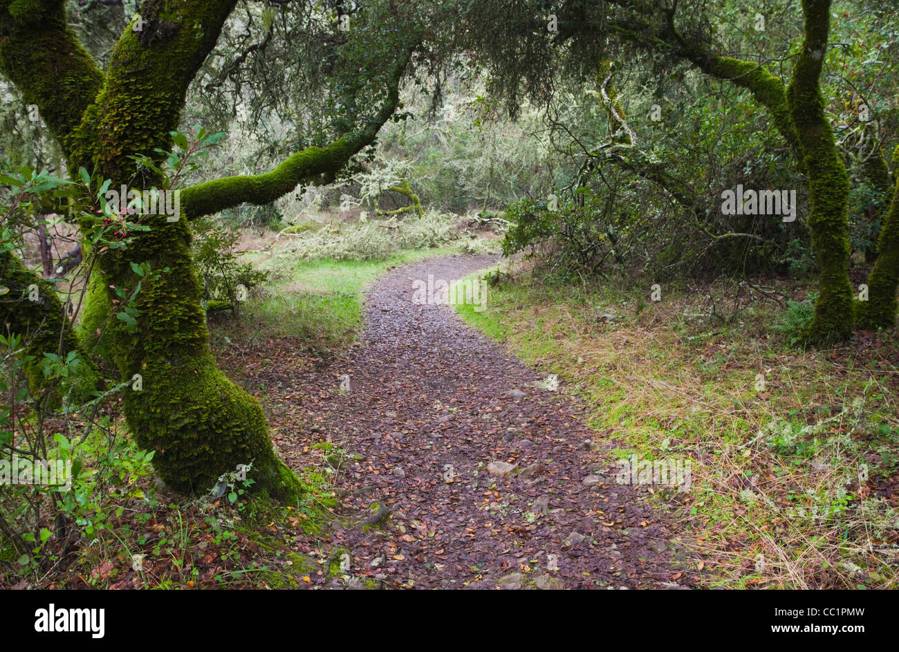 Stati Uniti, California, Sonoma Wine Country, Glen Ellen, Jack London State Historical Park, ex tenuta di scrittore Jack London Foto Stock