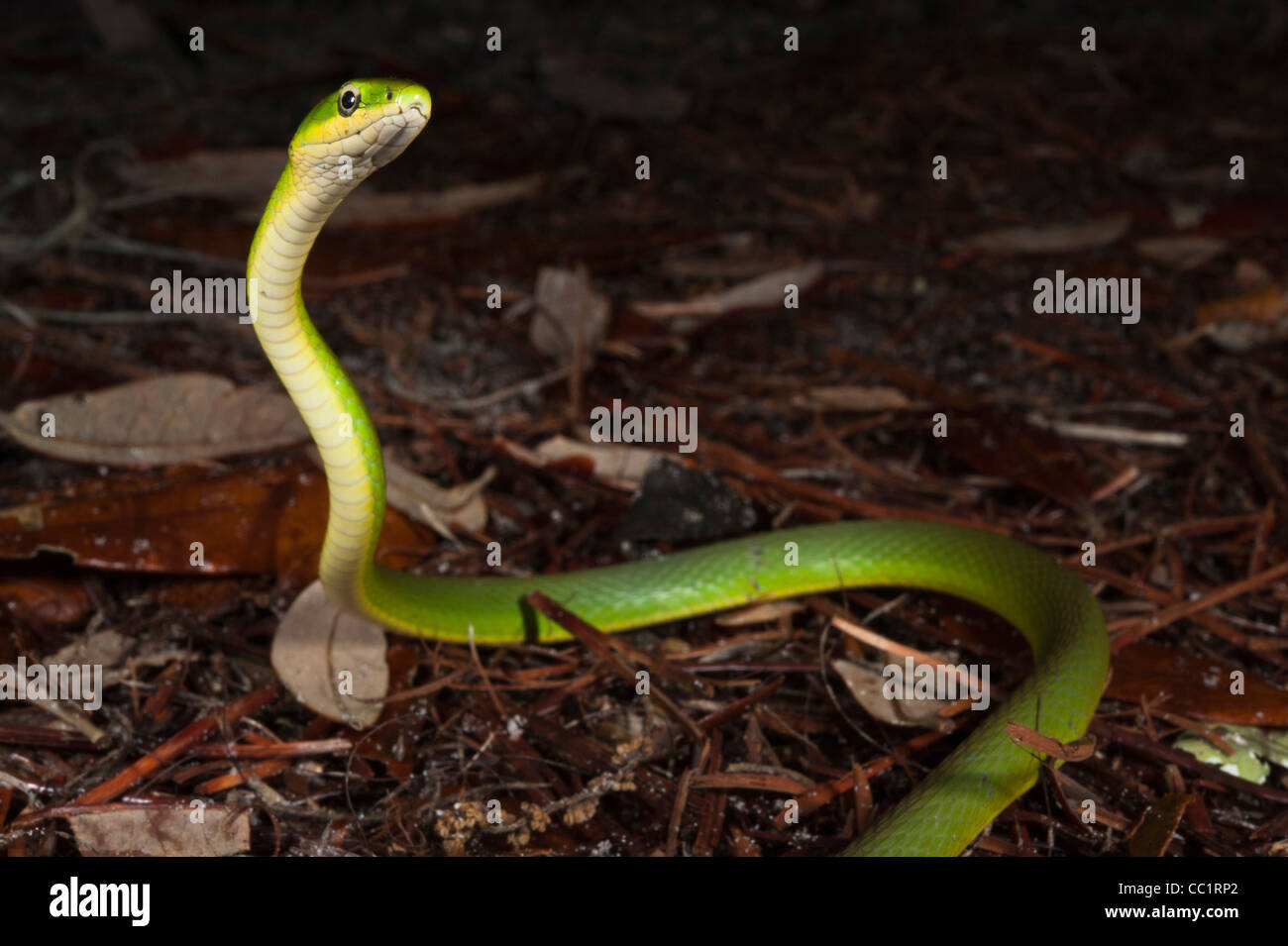 Ruvido Green Snake (Opheodrys aestivus), poco St Simon's Island, isole di barriera, GEORGIA, STATI UNITI D'AMERICA Foto Stock