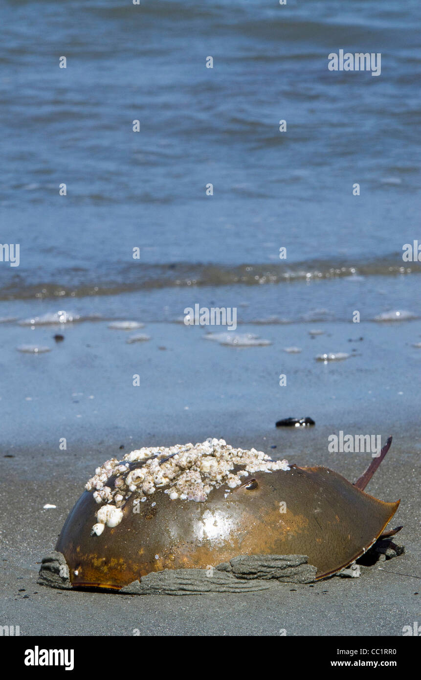 Atlantico granchio a ferro di cavallo (Limulus polyphemus), poco St Simon's Island, isole di barriera, GEORGIA, STATI UNITI D'AMERICA Foto Stock