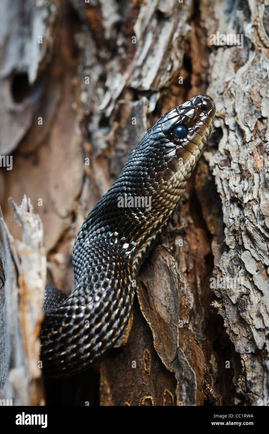 Pino nero Snake (Pituophis melanole Ucus lodingi), Captive. Stati Uniti d'America meridionale Foto Stock