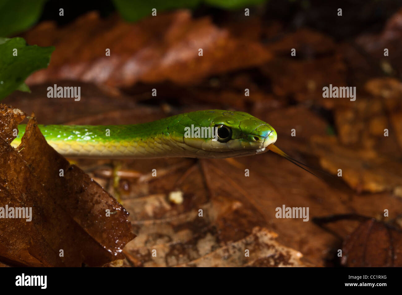 Ruvido Green Snake (Opheodrys aestivus), Captive. Nord della Georgia, Stati Uniti d'America Foto Stock