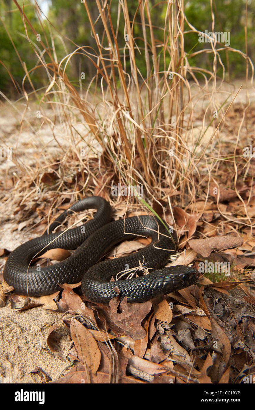 Eastern Indigo Snake (Drymarchon couperi), i capretti captive. Il Orianne Indigo Snake preservare, Telfair County, GEORGIA, STATI UNITI D'AMERICA Foto Stock