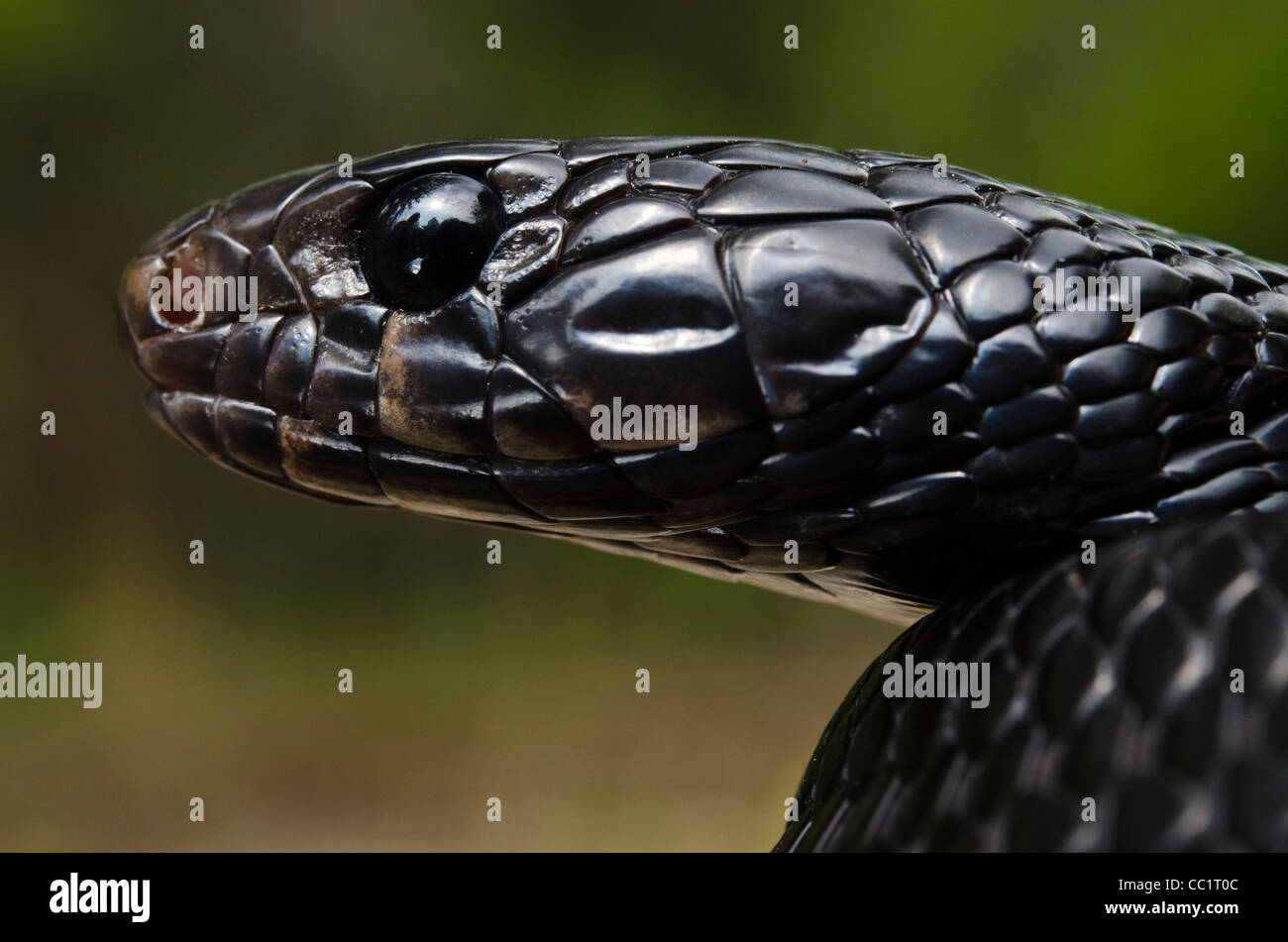 Eastern Indigo Snake (Drymarchon couperi), i capretti captive. Il Orianne Indigo Snake preservare, Telfair County, GEORGIA, STATI UNITI D'AMERICA Foto Stock