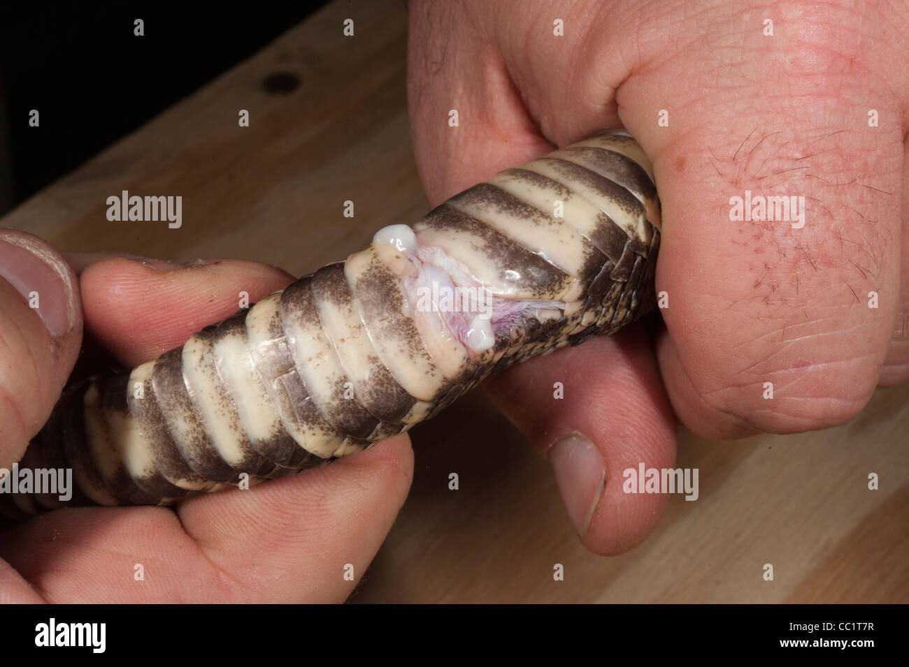 Eastern Diamondback Rattlesnake (Crotalus adamante Us), hemipenis, Captive. Il Orianne Indigo Snake preservare, GEORGIA, STATI UNITI D'AMERICA Foto Stock