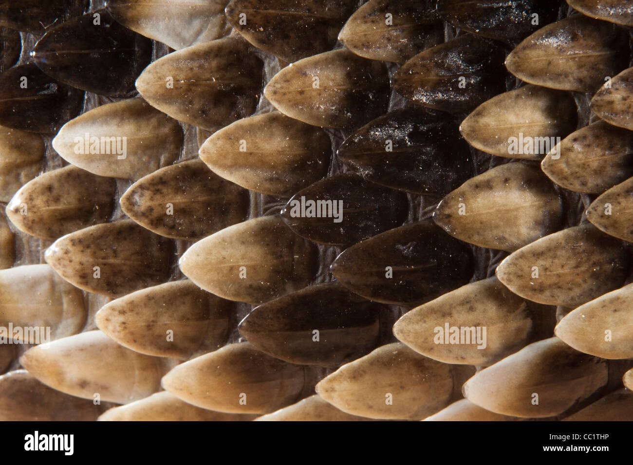 Scala Keeled, Eastern Diamondback Rattlesnake (Crotalus adamante Us), Captive. Il Orianne Indigo Snake preservare, GEORGIA, STATI UNITI D'AMERICA Foto Stock