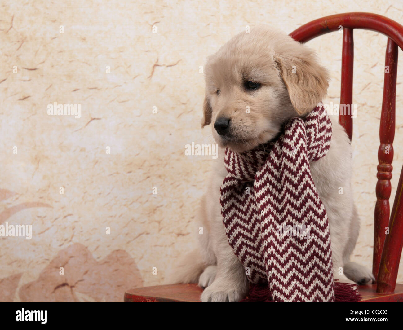 Il Golden Retriever tutti pronti per tempo fresco con la sua sciarpa sul, egli è seduta su una sedia rossa con abbondanza di spazio di copia. Foto Stock