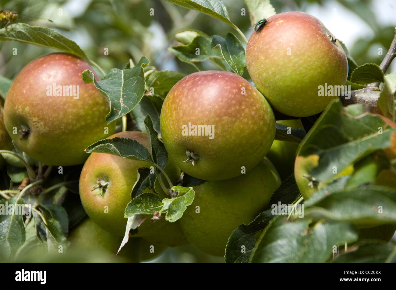 Gruppo di Cox's Orange Pippin mele - maturo e pronto per il prelievo Foto Stock