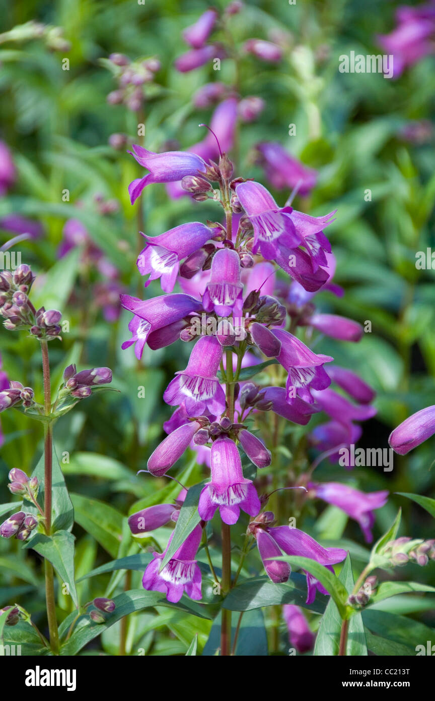 Penstemon uva acerba - ardito perenne Foto Stock
