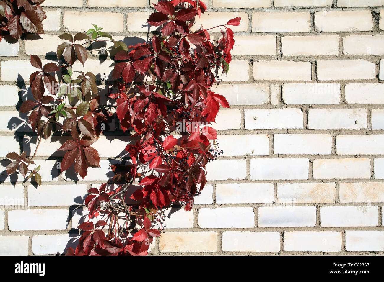 Uva selvatica su un muro di mattoni Foto Stock
