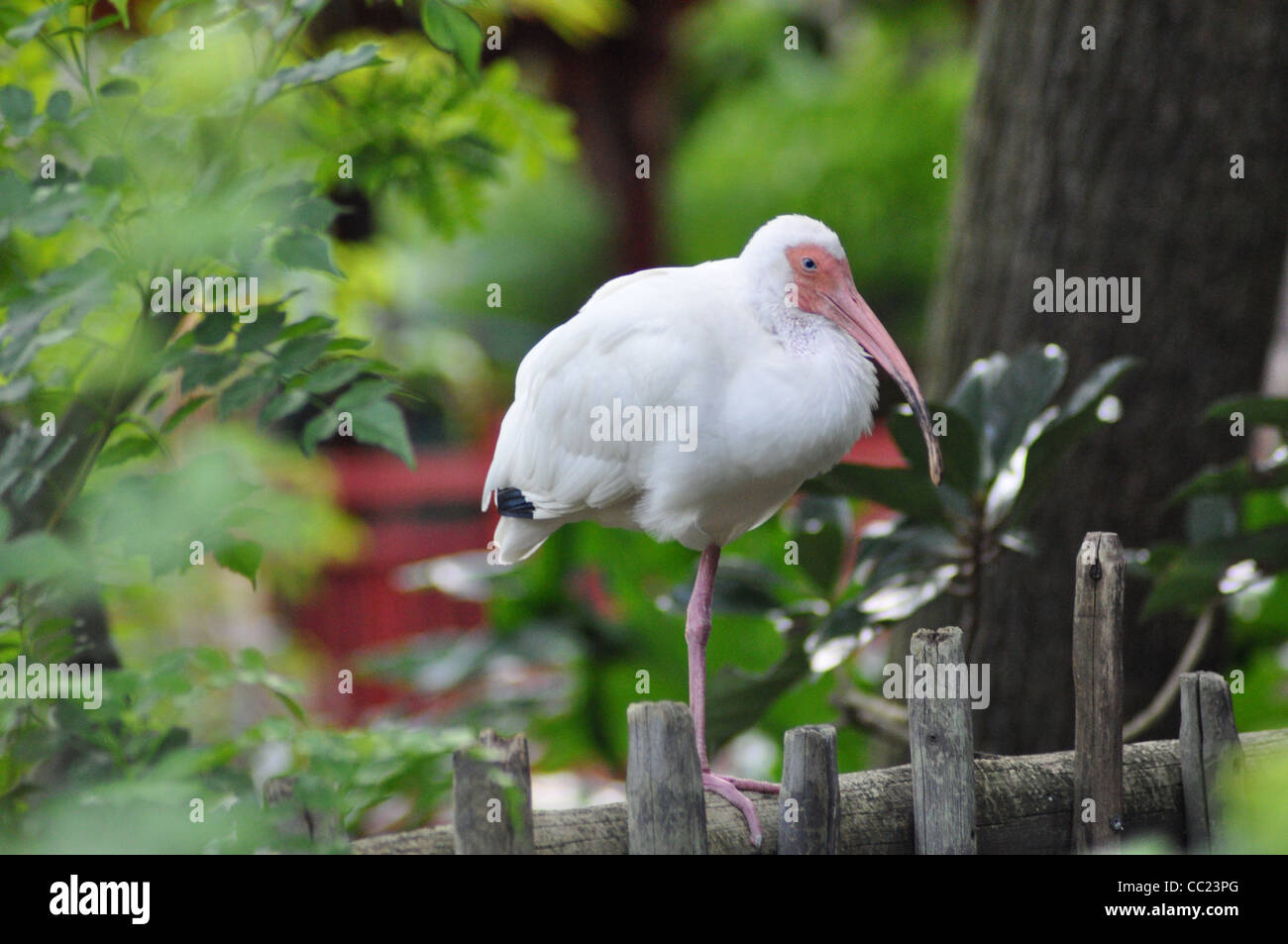 Bird su una gamba di close-up Foto Stock