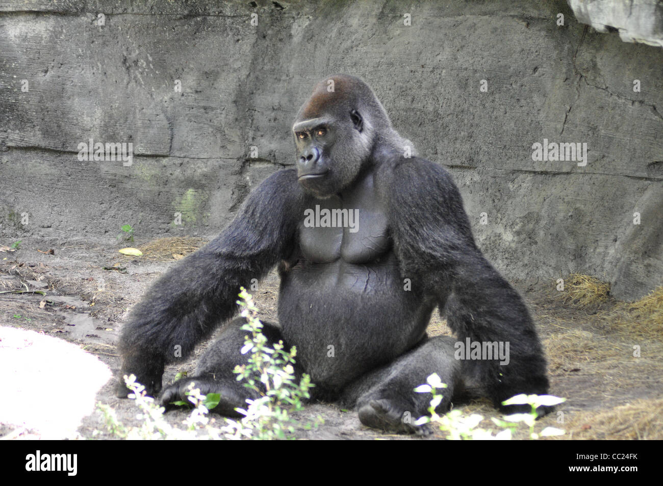 Seduta di gorilla in posa Foto Stock