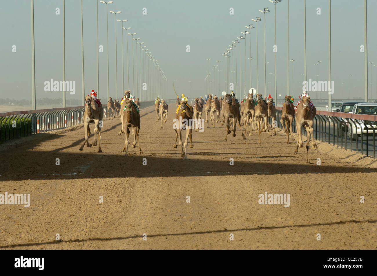 Corse di cammelli in Dubai. Foto Stock