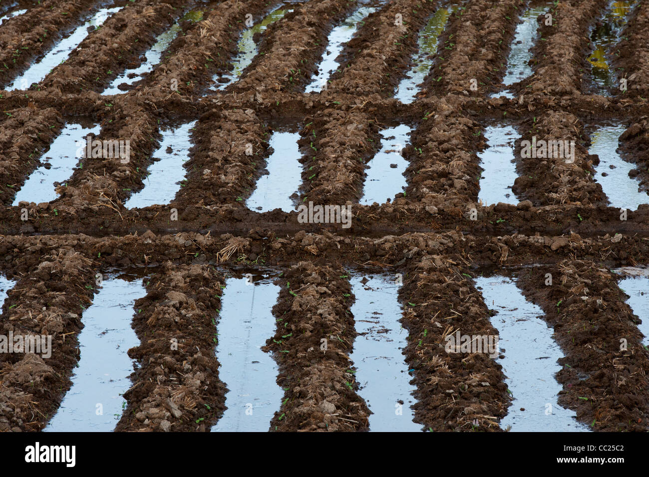 Campo Arato per il raccolto di semi di girasole con acqua riempito di canali di irrigazione nella campagna indiana. Andhra Pradesh, India Foto Stock