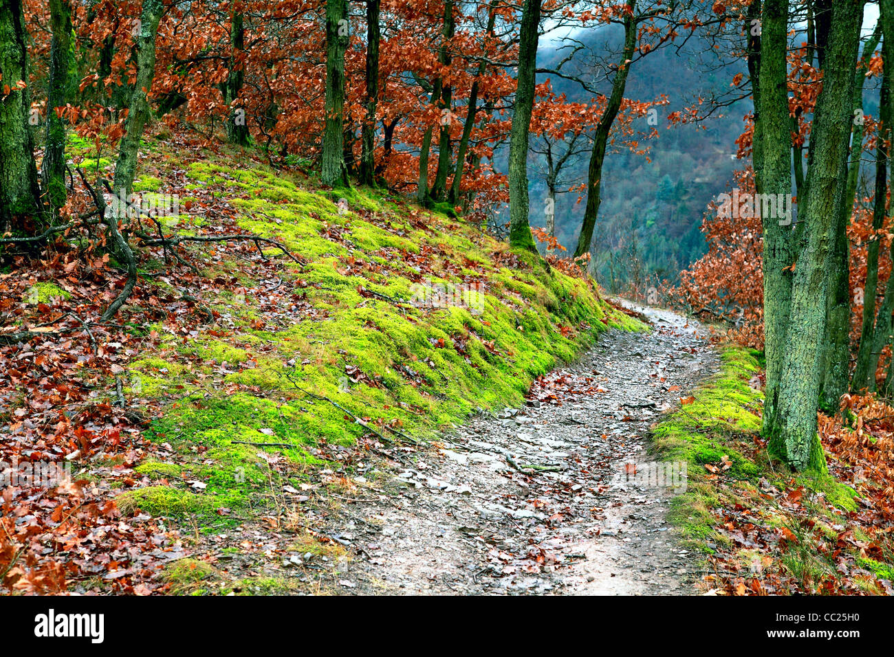 Stretto sentiero nel bosco in montagna Foto Stock
