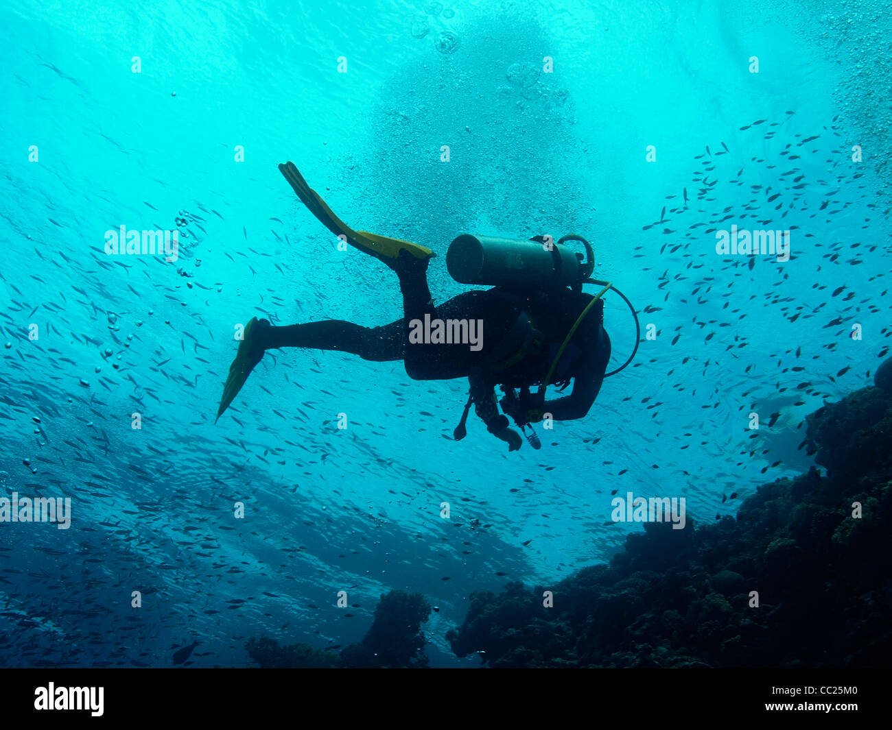 Sommozzatore battenti nelle acque del mar rosso Foto Stock