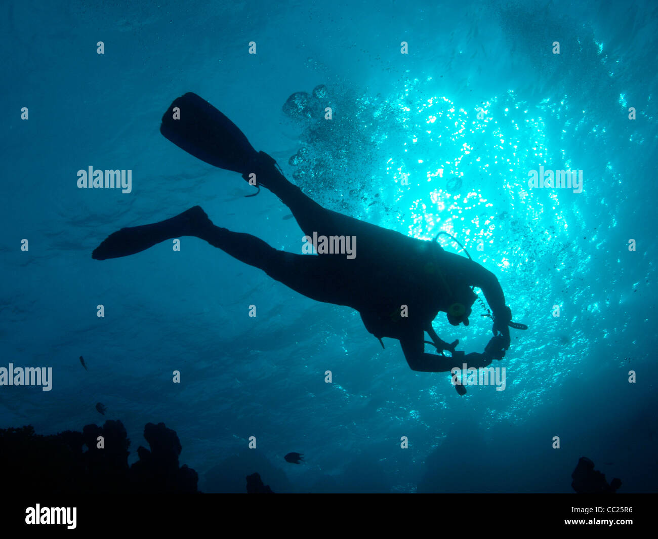 Sommozzatore battenti nelle acque del mar rosso Foto Stock