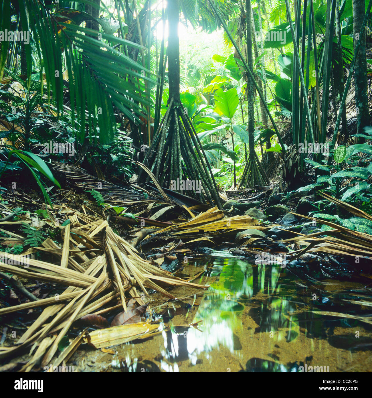 La Vallée de Mai, riserva naturale parco, isola di Praslin, Seicelle Foto Stock