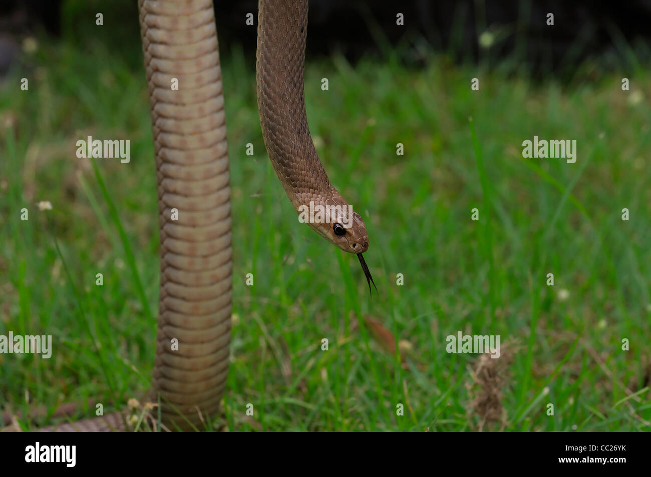 Orientale Snake Marrone, Pseudonaja textilis, Queensland, Australia Foto Stock