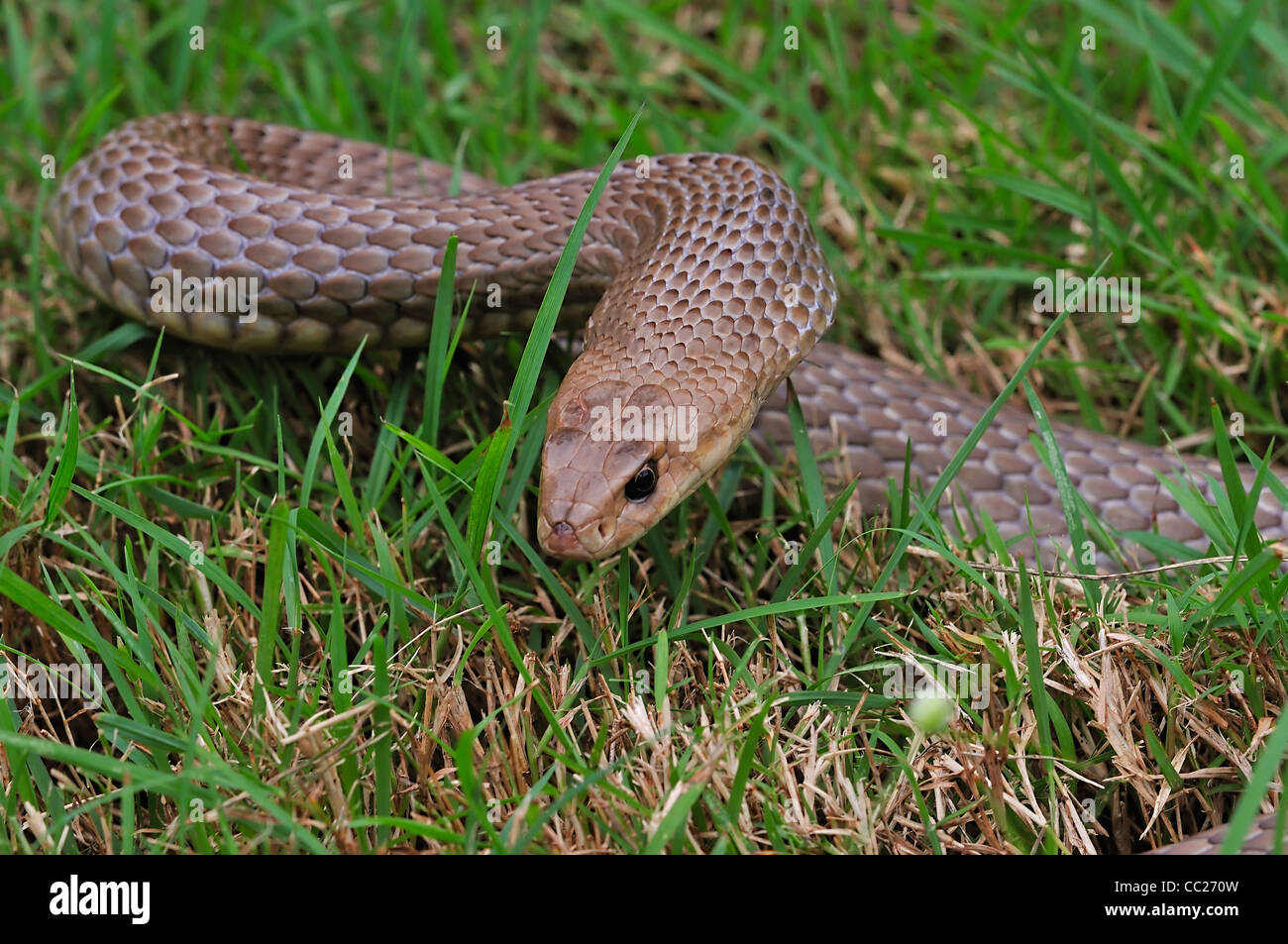 Orientale Snake Marrone, Pseudonaja textilis, Queensland, Australia Foto Stock