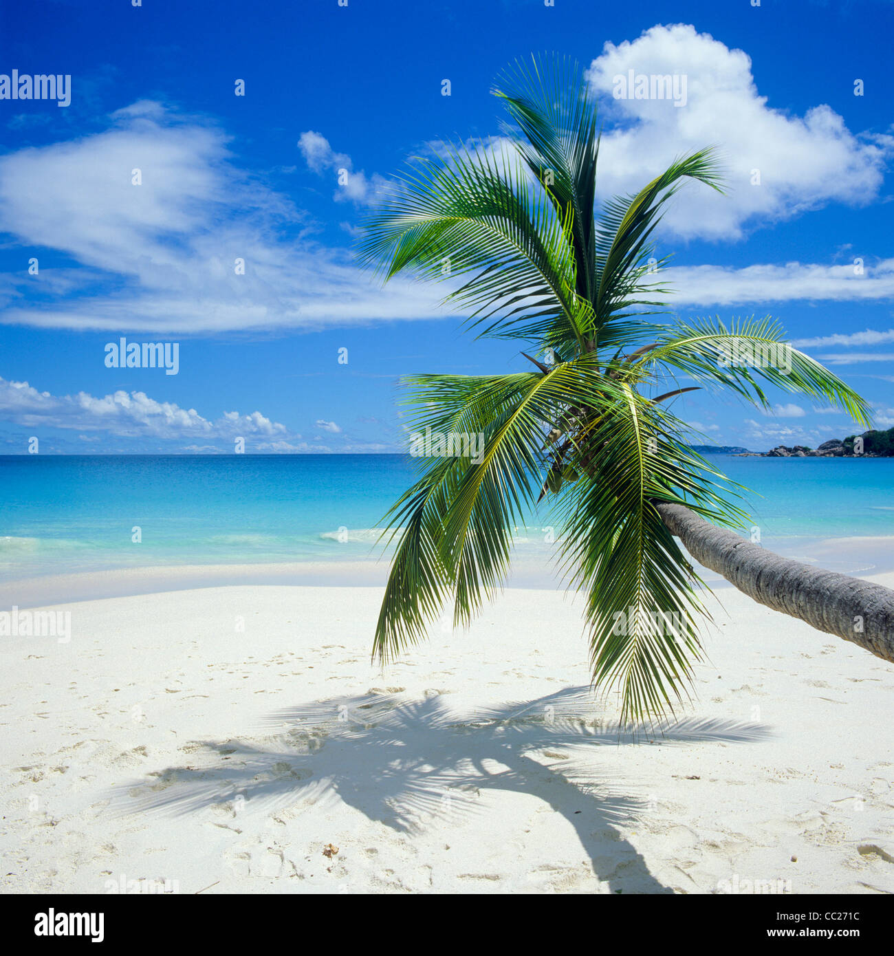 Spiaggia con Palm tree, mare, l'isola di Praslin, Seicelle Foto Stock