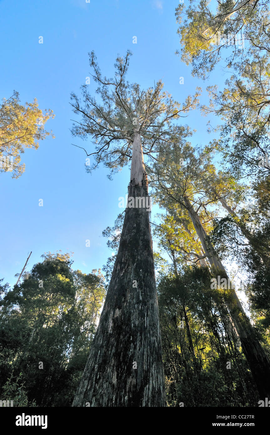 Gomma di palude, Eucalyptus regnans, mondi più alto di fioritura delle piante Foto Stock