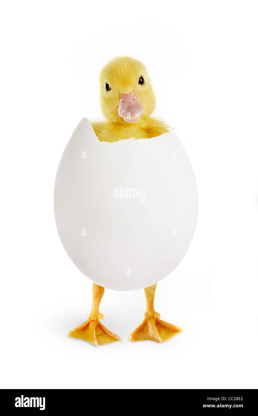 Piccola pasqua anatroccolo proveniente al di fuori di un uovo bianco Foto Stock