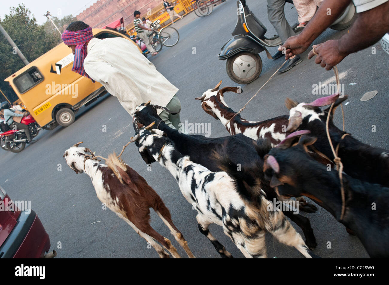 Capre sulla Strada Vecchia Delhi, India Foto Stock