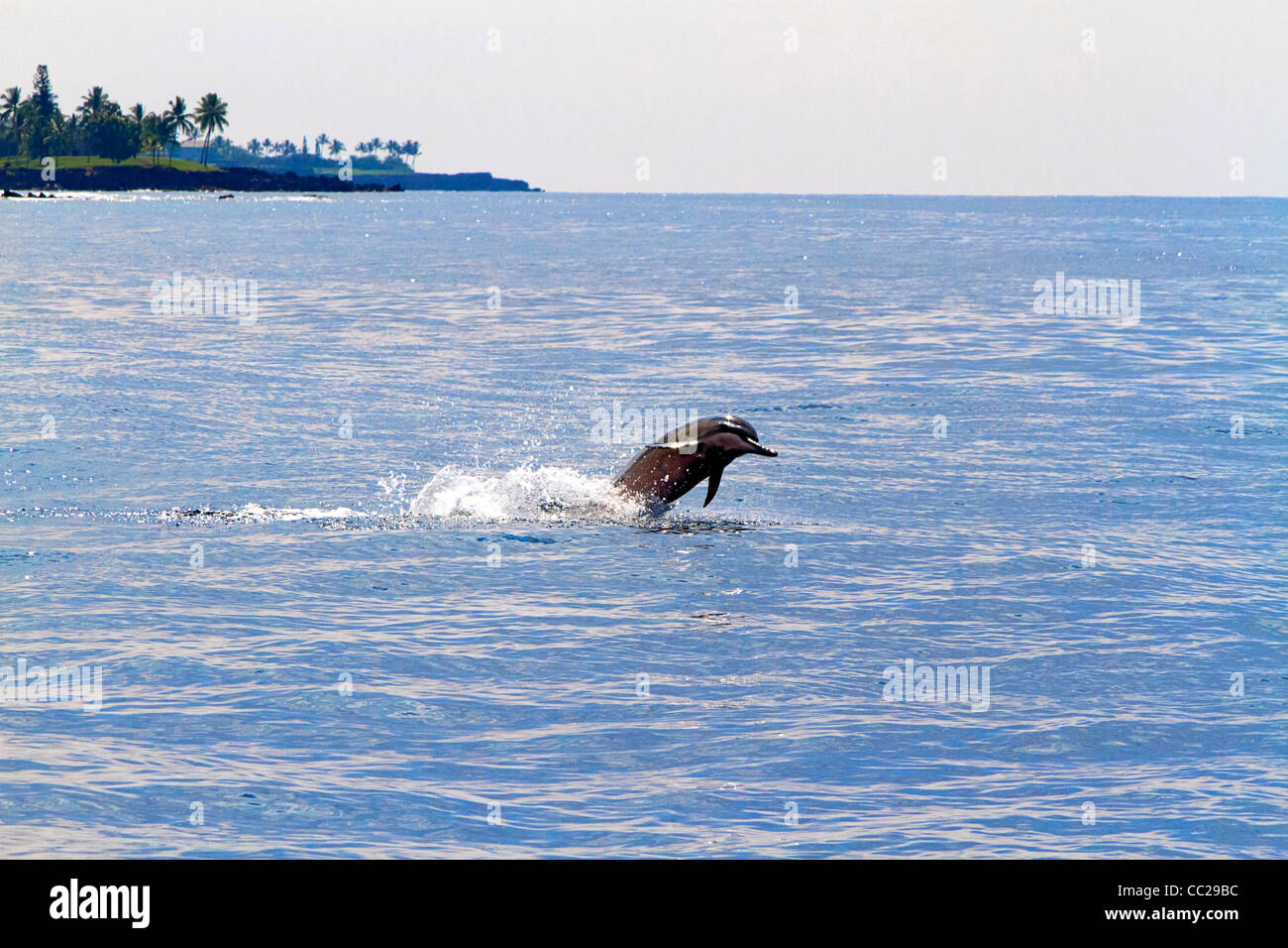 Spinner spin dei delfini nella Baia di Kailua Kona fuori città, Big Island, Hawaii, Stati Uniti d'America. Foto Stock