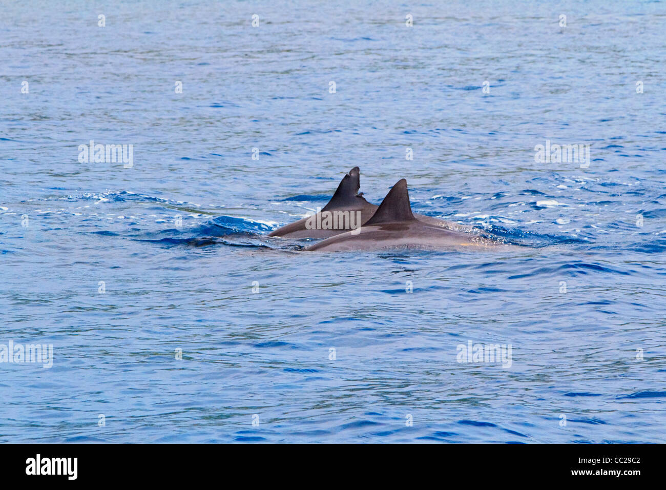 Spinner i delfini nella Baia di Kailua Kona fuori città, Big Island, Hawaii, Stati Uniti d'America. Foto Stock