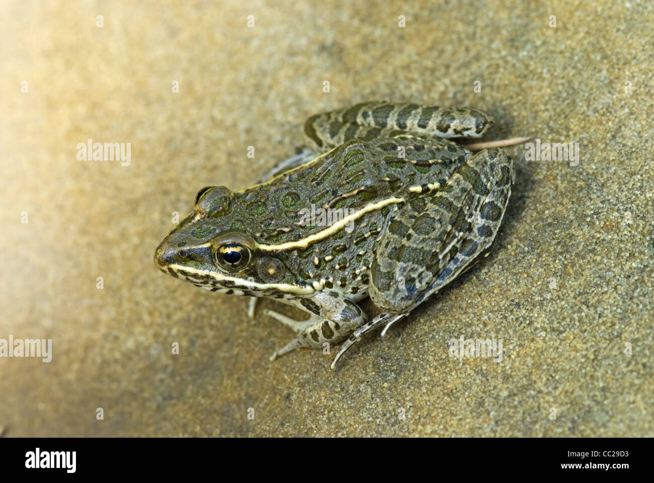 Le pianure Leopard Rana, (Lithobates blairi), mulini Canyon, Kiowa National praterie, Harding county, Nuovo Messico, Stati Uniti d'America. Foto Stock